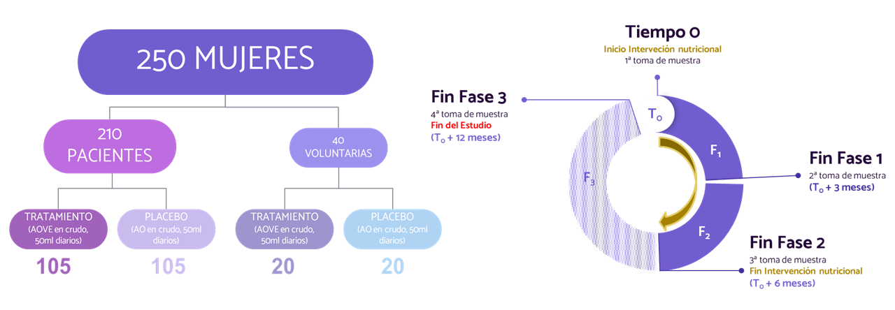 Esquema explicativo del desarrollo del proyecto